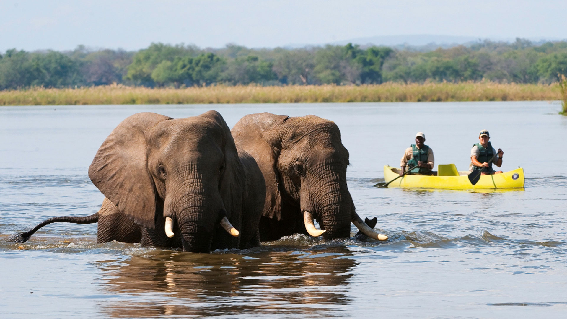 Canoe-in-the-Zambezi-River-and-Elephants
